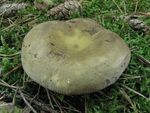 holubinka kyjonoh-Russula clavipes1.JPG