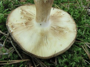 holubinka kyjonoh-Russula clavipes2.JPG