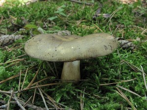 holubinka kyjonoh-Russula clavipes.JPG
