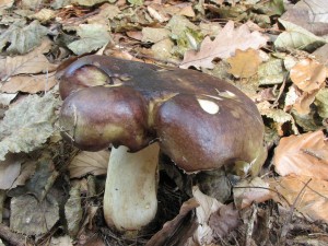 holubinka lepkav-Russula viscida.JPG