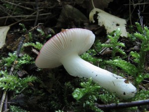 holubinka leskl-Russula nitida1.jpg