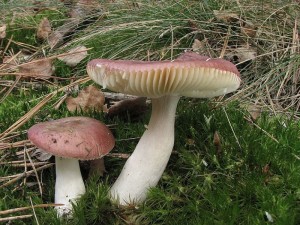 holubinka leskl-Russula nitida2.JPG