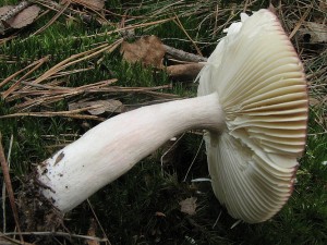 holubinka leskl-Russula nitida3.JPG
