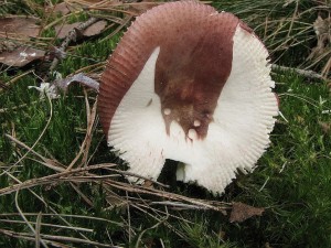 holubinka leskl-Russula nitida4.JPG