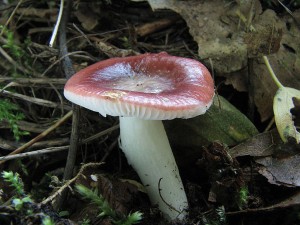 holubinka leskl-Russula nitida.jpg