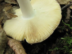 holubinka mov-Russula cuprea1.JPG