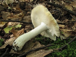 holubinka mov-Russula cuprea2.JPG
