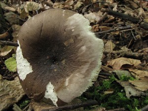 holubinka mov-Russula cuprea3.JPG