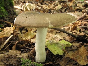 holubinka mov-Russula cuprea.JPG