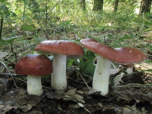 holubinka medovonn-Russula melliolens.jpg