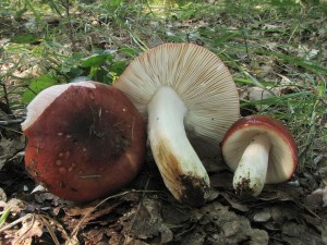 holubinka medovonn-Russula melliolens 1.jpg