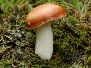 Holubinka odbarven - Russula decolorans.jpg