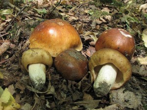 holubinka pchnouc-Russula subfoetens3.jpg