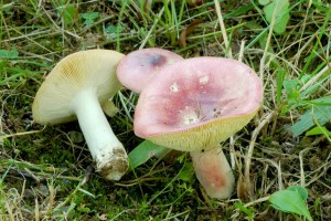Holubinka parkov - Russulapulchella2.jpg