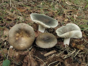 holubinka podmran-Russula paraazurea 1.jpg