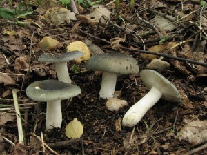 holubinka podmran-Russula paraazurea 2.jpg