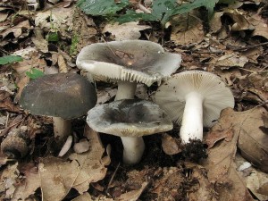 holubinka podmran -Russula parazurea.jpg
