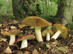 holubinka podrus-Russula alutacea 2.jpg