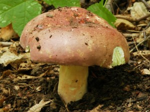 Holubinka podrus - Russula alutacea1.jpg