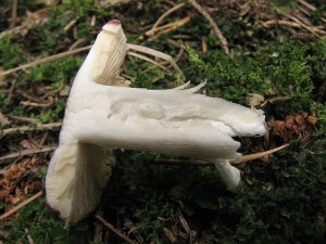 holubinka ran-Russula nauseosa2.jpg