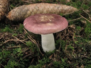 holubinka ran-Russula nauseosa.jpg
