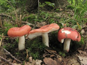 holubinka rumn-Russula pseudointegra 1.jpg