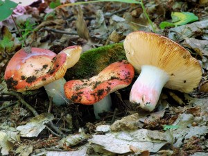 Holubinka skvrnit - Russula maculata.jpg