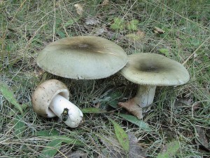 holubinka trvozelen-Russula aeruqinea1.jpg