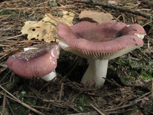 holubinka Turkov-Russula turci1.jpg