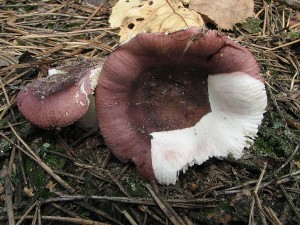 holubinka Turkov-Russula turci3.JPG