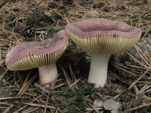 holubinka Turkov-Russula turci.jpg
