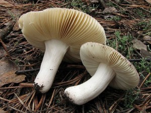 holubinka Turkov Russula turci3.jpg