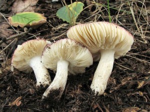 holubinka unyl-Russula versicolor1.jpg