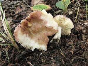 holubinka unyl-Russula versicolor2.jpg