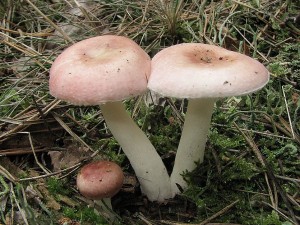 holubinka unyl-Russula versicolor4.JPG