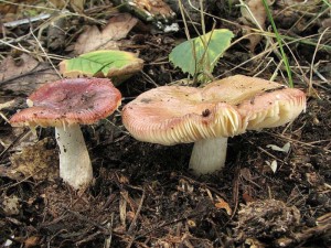 holubinka unyl-Russula versicolor.jpg