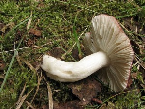 holubinka vodnat-Russula aquosa2.JPG