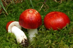 Holubinka vrhavka - Russula emetica3.jpg