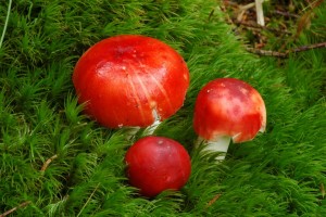 Holubinka vrhavka - Russula emetica4.jpg