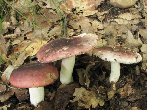 holubinka zprohban-Russula atrapurpurea 3.jpg
