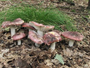 holubinka zprohban-Russula atrapurpurea.jpg