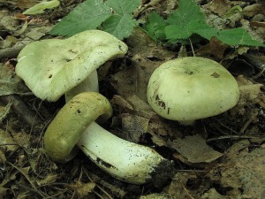 holubnka bukovka -Russula rigida4.jpg