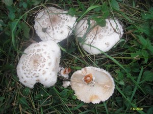 hortensis..JPG