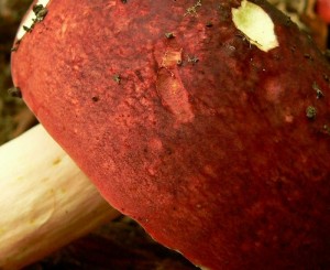 Hostín (ČK) 2014-08-16 (9).JPG