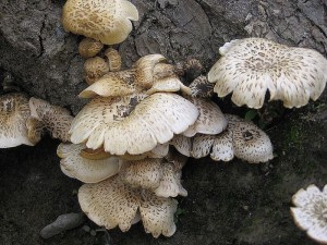 houevnatec tygrovan-Lentinus(Panus)tigrinus.jpg