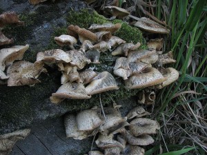 houevnatec tygrovan-Lentinus tigrinus2.jpg