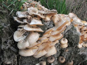 houevnatec tygrovan-Lentinus tigrinus2.jpg