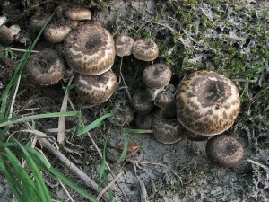 houevnatec tygrovan-Lentinus tigrinus4.jpg