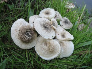 houevnatec tygrovan-Lentinus tigrinus.jpg