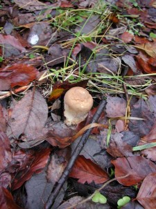 houba-uheln vrch12.jpg
